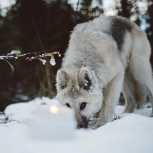 Load image into Gallery viewer, Hollow Tree Candles Coastal Wolf - Ceramic Jar